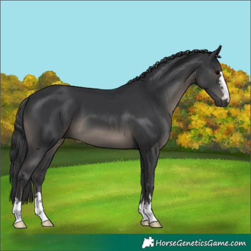 Horse Color:Black 