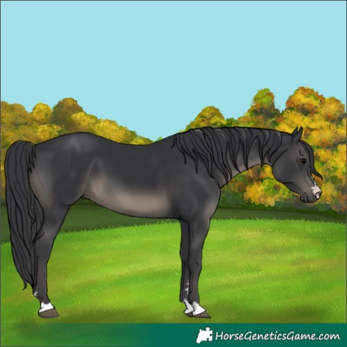 Horse Color:Black 
