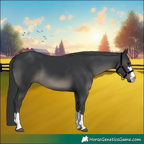 Horse Color:Black 