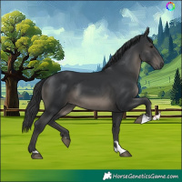 Horse Color:Black 