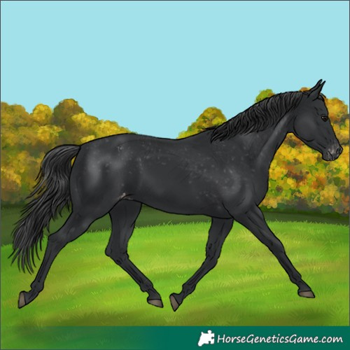 Horse Color:Black Varnish Rabicano 