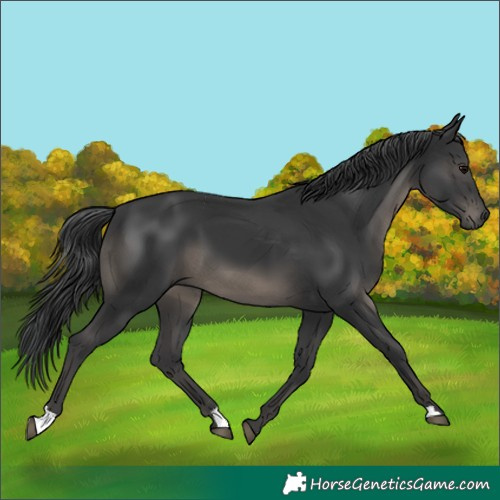 Horse Color:Black 