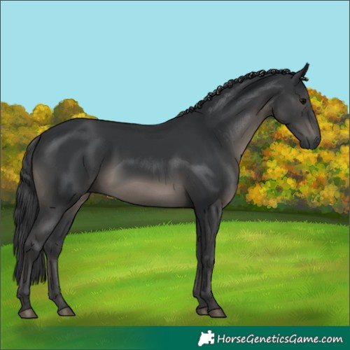 Horse Color:Black 