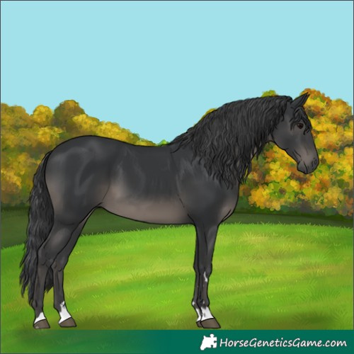 Horse Color:Black 