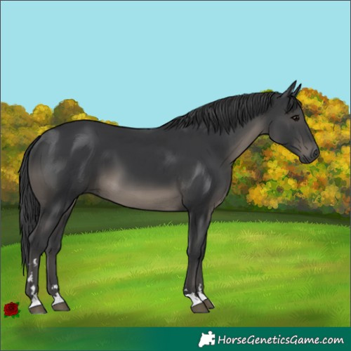 Horse Color:Black 