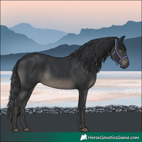 Horse Color:Black 
