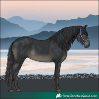 Horse Color:Black 