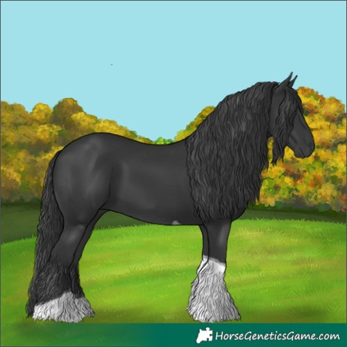 Horse Color:Black Tobiano