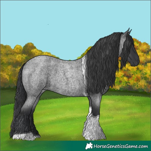 Horse Color:Blue Roan Tobiano