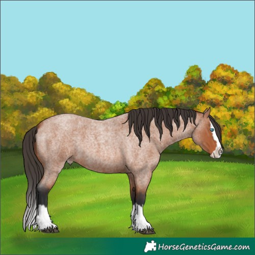 Horse Color:Bay Roan Splash 