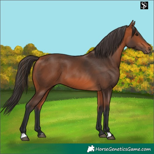 Horse Color:Bay 