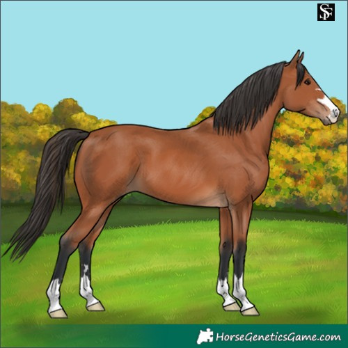 Horse Color:Bay 