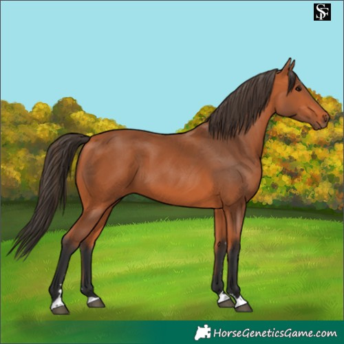 Horse Color:Bay 