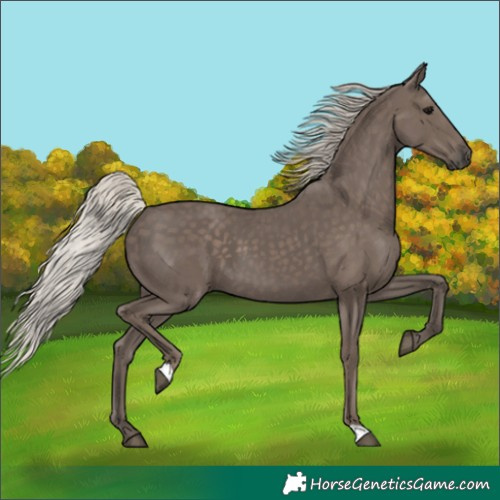 Horse Color:Silver Black 