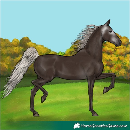 Horse Color:Gray Silver Black 