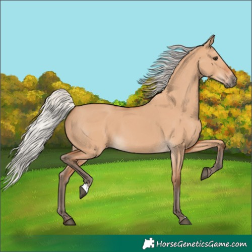Horse Color:Silver Bay Dun 