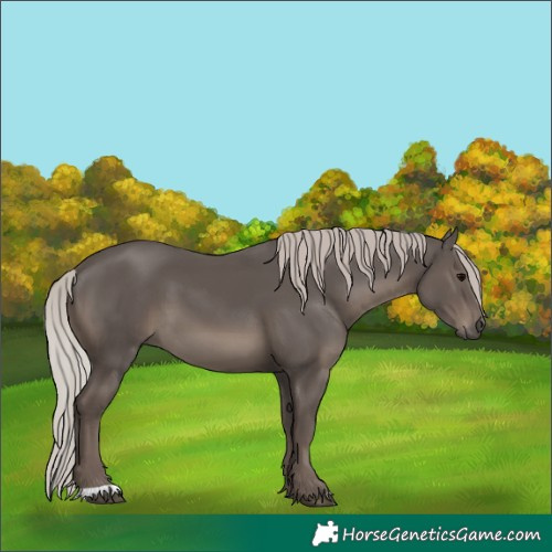 Horse Color:Unknown 