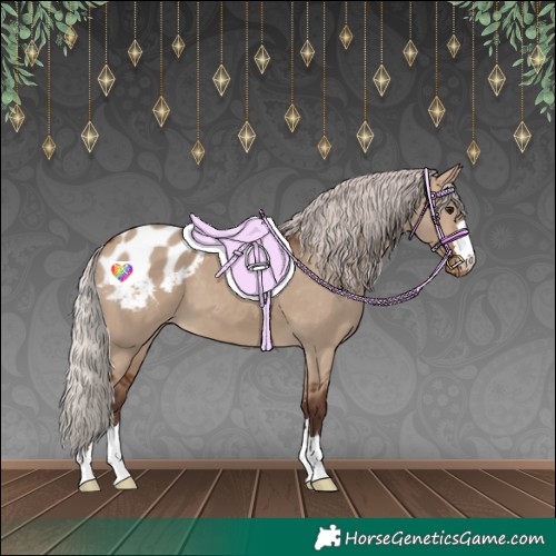 Horse Color:Silver Brown Dun Appaloosa 