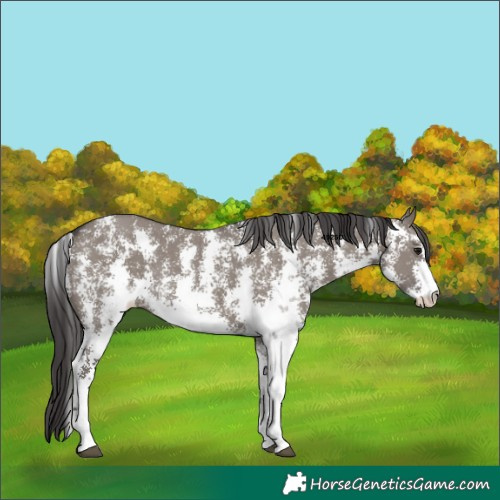 Horse Color:Smoky Grullo Sabino Rabicano 