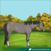 Horse Color:Grullo Sabino Rabicano