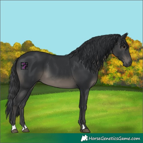 Horse Color:Black