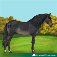 Horse Color:Black 