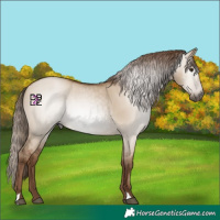 Horse Color:Gray Grullo Pearl 