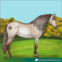 Horse Color:Gray Grullo Pearl 