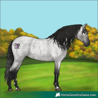 Horse Color:Gray Grullo Roan