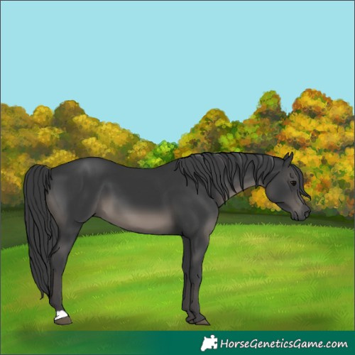 Horse Color:Black 