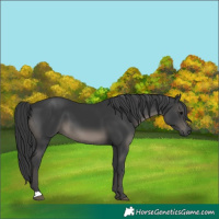 Horse Color:Black 