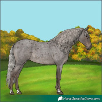 Horse Color:Silver Blue Roan