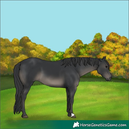 Horse Color:Black 