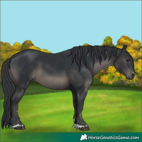 Horse Color:Black 