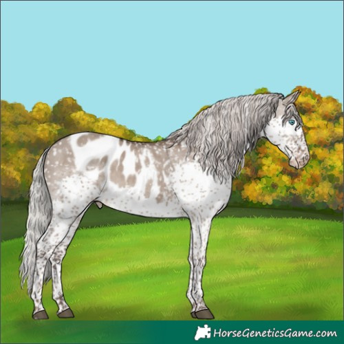 Horse Color:Silver Grullo Sabino Splash Tobiano Skewed Appaloosa 