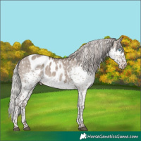 Horse Color:Silver Grullo Sabino Splash Tobiano Skewed Appaloosa 