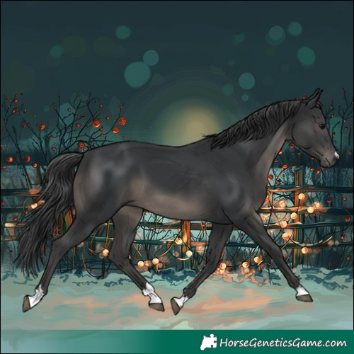 Horse Color:Black 