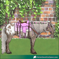 Horse Color:Silver Grullo Appaloosa 