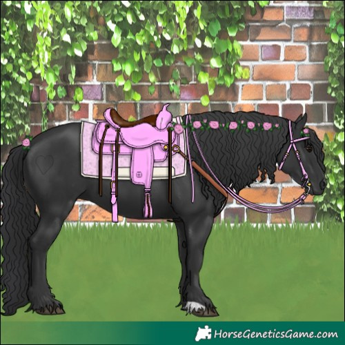 Horse Color:Black 