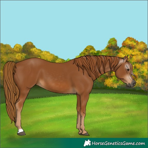 Horse Color:Gray Chestnut 