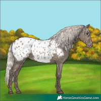 Horse Color:Silver Grullo Appaloosa 