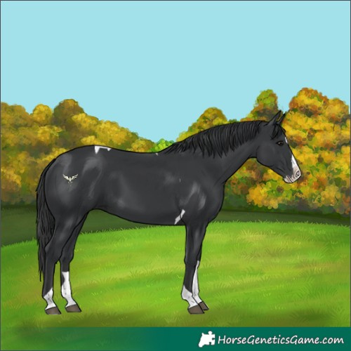 Horse Color:Black Splash Tobiano 