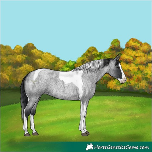 Horse Color:Blue Roan Splash Tobiano 