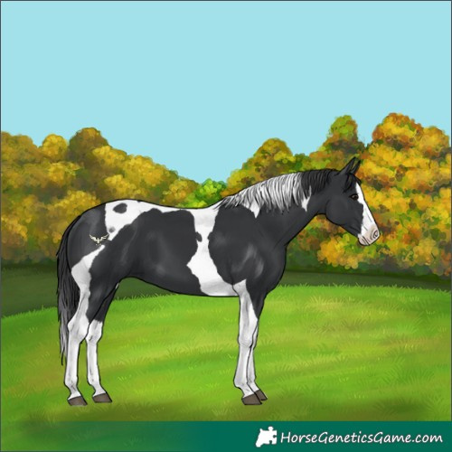 Horse Color:Black Splash Tobiano 