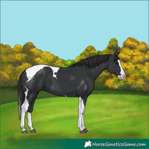 Horse Color:Black Splash Tobiano