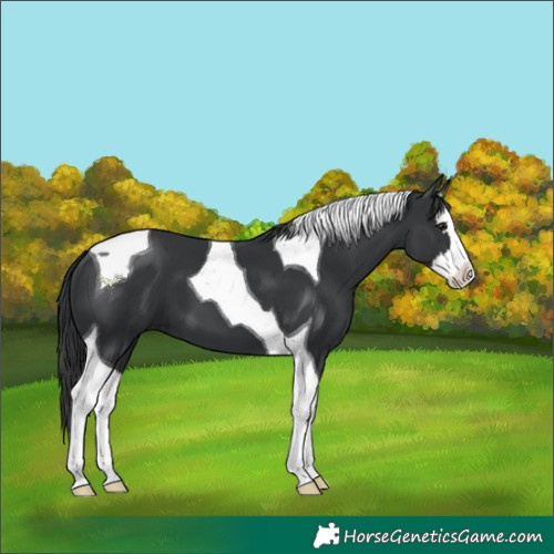 Horse Color:Black Splash Tobiano