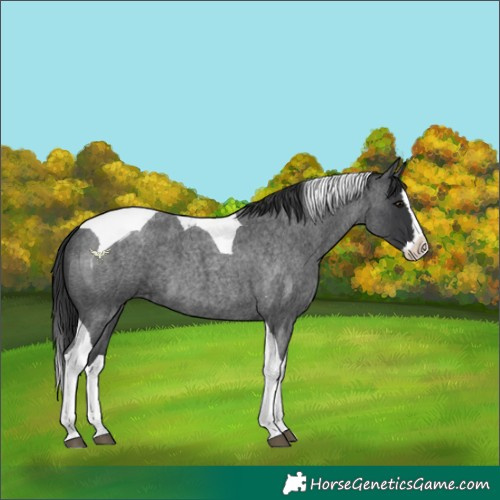 Horse Color:Blue Roan Splash Tobiano