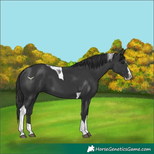 Horse Color:Black Splash Tobiano