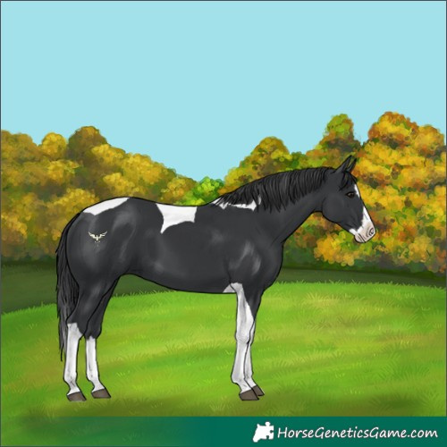 Horse Color:Black Splash Tobiano 