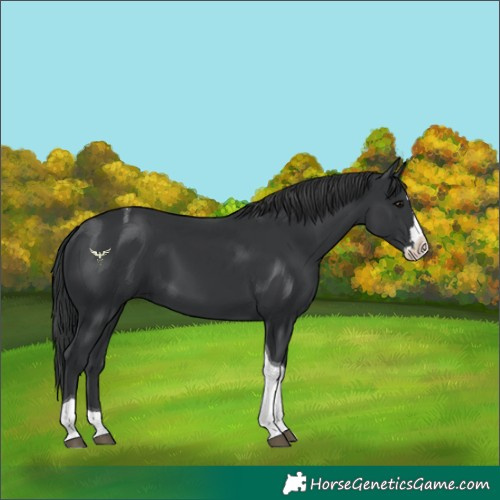 Horse Color:Black Splash Tobiano